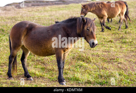 Dartmoor pony pascolare presso la Sussex South Downs seguendo il loro trasferimento annuale Foto Stock