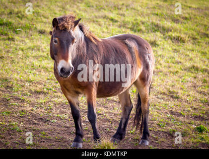 Dartmoor pony pascolare presso la Sussex South Downs seguendo il loro trasferimento annuale Foto Stock