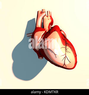 Il cuore è un organo muscolare, che pompa il sangue attraverso i vasi sanguigni del sistema circolatorio, lunga ombra, rendering 3d. Foto Stock