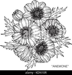 Fiore di Anemone disegno illustrativo. In bianco e nero con la linea tecnica. Illustrazione Vettoriale