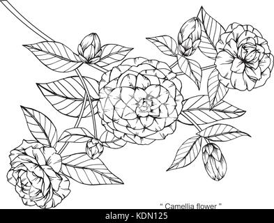 Camellia flower disegno illustrativo. In bianco e nero con la linea tecnica. Illustrazione Vettoriale