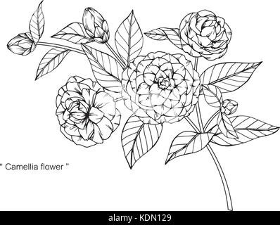 Camellia flower disegno illustrativo. In bianco e nero con la linea tecnica. Illustrazione Vettoriale