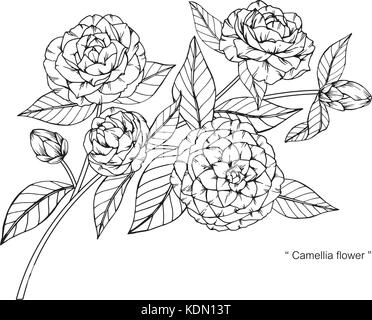 Camellia flower disegno illustrativo. In bianco e nero con la linea tecnica. Illustrazione Vettoriale