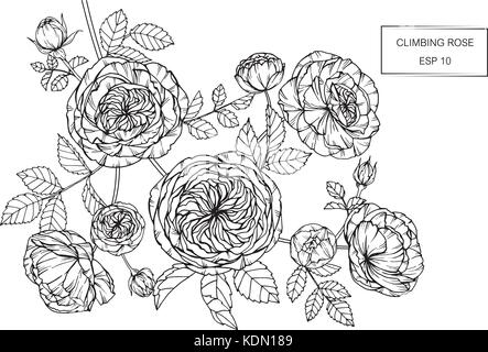 Le Rose fiore disegno illustrativo. In bianco e nero con la linea tecnica. Illustrazione Vettoriale