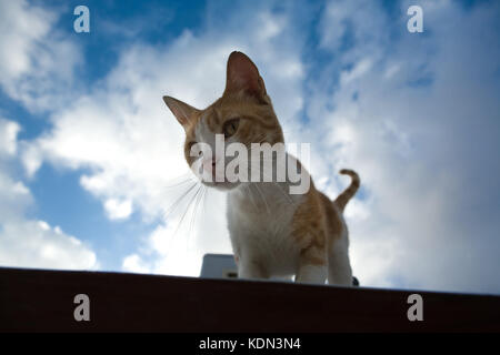 Street cat sul tetto sopra il cielo blu di Tetuan, Marocco Foto Stock