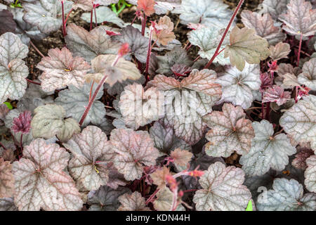 Corallo Bells Heuchera 'Regina' decorativo giardino Foliage foglie profonde viola-verde brillante marmorizzazione argentea Foto Stock