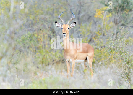 Impala (aepyceros melampus) maschio in piedi di bush, guardando la telecamera, Kruger National Park, Sud Africa Foto Stock