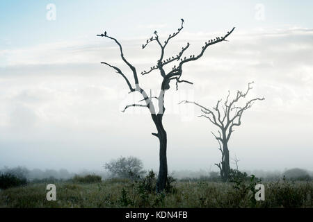 Wattled starling (creatophora cinerea) gregge, arroccato in alberi durante la nebbia di mattina, Kruger National Park, Sud Africa Foto Stock