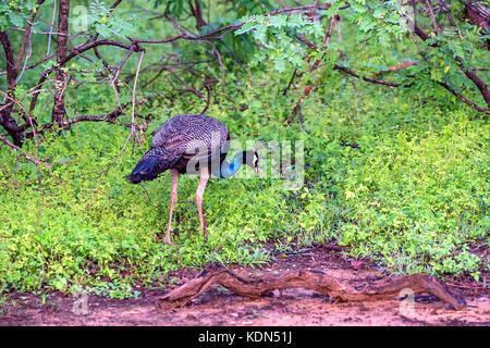 Pavone o pavo cristatus Foto Stock