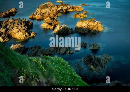 Litorale con fiori di mare rosa o di ciuffo. Clifden Bay nella contea di Galway. Cooemara, Irlanda Foto Stock