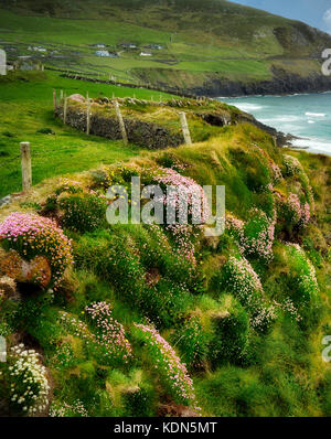 Sea thrift o Sea Pinks o Sea Ivory, fiorente sulla costa al largo di Slea Head Drive. Contea di Kerry, Irlanda Foto Stock