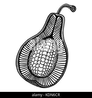 Disegnati a mano, grigio frutta ornamentali. illustrazione vettoriale, isolato su bianco Illustrazione Vettoriale