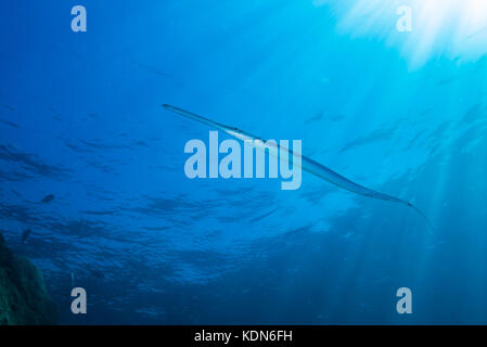 Bluespotted Cornetfish, Fistularia Comersonii Rüppell, 1838 Kushimoto, Wakayama, Giappone Foto Stock