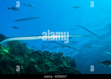 Bluespotted Cornetfish, Fistularia Comersonii Rüppell, 1838 Kushimoto, Wakayama, Giappone Foto Stock