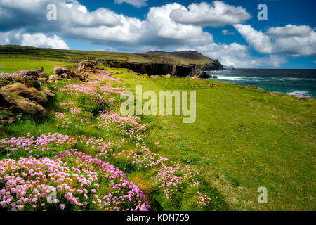 Fiori e costa a Clogher's Head. Contea di Kerry, Irlanda Foto Stock