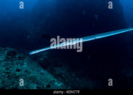 Bluespotted Cornetfish, Fistularia Comersonii Rüppell, 1838 Kushimoto, Wakayama, Giappone Foto Stock