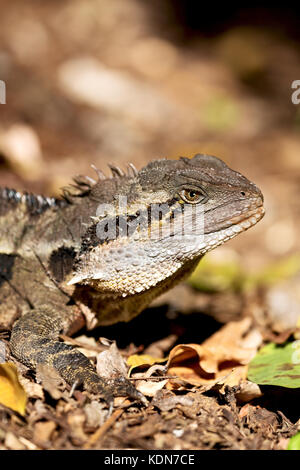 In Australia la lucertola libero nella natura sfondo bush Foto Stock