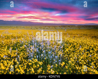 Campo di Hillside Daisies (Monolopia lanceolata) e Mustard nativo blu (Guillenia lemmonii) Carrizo Plain National Monument, California Foto Stock