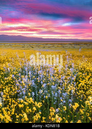 Campo di Hillside Daisies (Monolopia lanceolata) e Mustard nativo blu (Guillenia lemmonii) Carrizo Plain National Monument, California Foto Stock