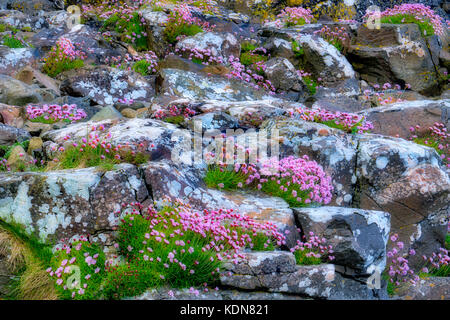 Rosa del mare o sul mare la parsimonia fiori selvatici in rosks con licheni . vicino a Port bradden. Irlanda del Nord Foto Stock