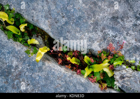 Felce di lingua di Hart (Asplenium scolopendrium) e fiori selvatici di Herb Robert con foglie rosse che crescono nel calcare carsico. Il Burren, Contea di Clare, Irlanda Foto Stock