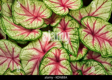 Close up Caladium foglie. Oregon Foto Stock