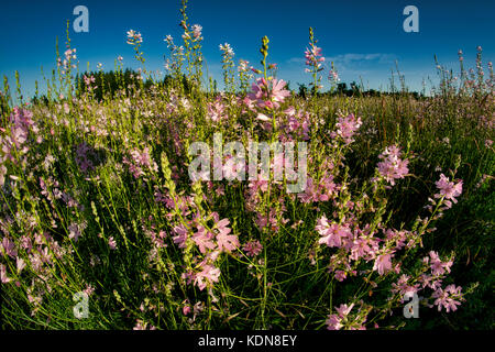 Malva scacchiera (Sidalcea organa). Parchi naturali Graham Oaks. Oregon Foto Stock