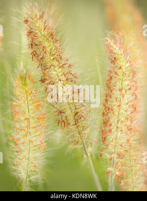 Hameln Fountain Grass da vicino. Oregon Foto Stock