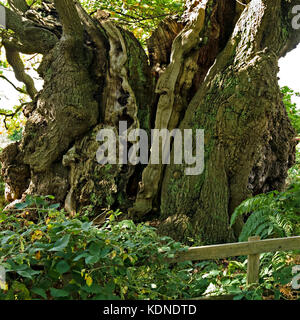 Inglese antico albero di quercia denominato 'il vecchio uomo di Calke' dalla gioia Thacker, la foresta nazionale, Derbyshire, England, Regno Unito Foto Stock