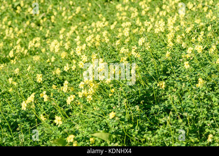 Oxalis pes-caprae fiori sul verde in Marocco. sfondo, texture Foto Stock