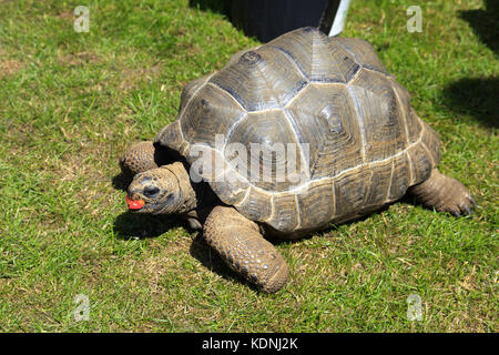 Giovani tartaruga gigante di Aldabra mangiando un pomodoro Foto Stock