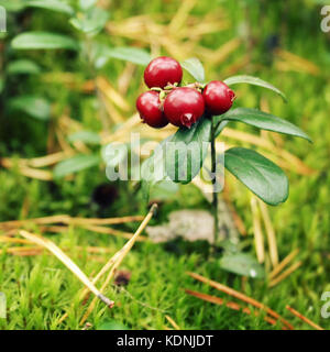 Natura selvaggia. Cowberry nella foresta. Macro. Rosso profondo Lingonberry nel selvaggio. Alimenti biologici. Autunno foto. Effetto tonico. Valaam island, Karelya, Russia Foto Stock