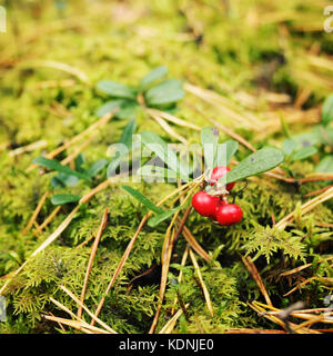 Rosso brillante Lingonberry nella foresta. Berry Picking in Russia. Cowberry nella natura. Alimenti biologici. Autunno foto. Effetto tonico. Foto Stock