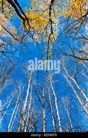 Il pioppo e aspen corone in autunno il giorno sul cielo blu sullo sfondo Foto Stock