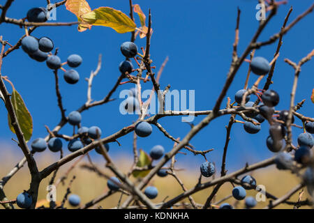 Blu vivo prugnolo a soleggiata giornata di caduta Foto Stock