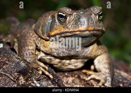 La canna da adulto toad (Bufo marinus) sul registro caduti. hopkins creek. Nuovo Galles del Sud Australia. Foto Stock