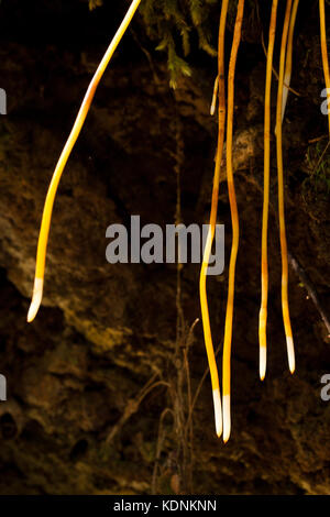 Retroilluminato con radici aeree di foresta pluviale viticoltura oltre il terrapieno. couchy creek riserva naturale. Nuovo Galles del Sud Australia. Foto Stock