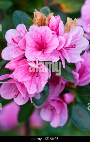 Rosa fiori di azalea (Rhododendron sp.). evergreen cultivar. hopkins creek. Nuovo Galles del Sud Australia. Foto Stock