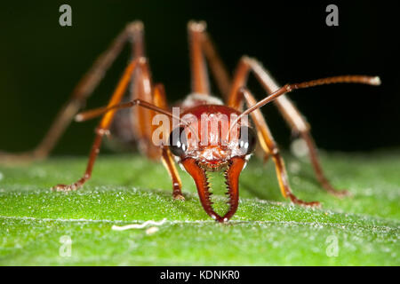 Bulldog marrone ant (myrmecia brevinoda) in posizione difensiva sulla foglia. hopkins creek. Nuovo Galles del Sud Australia. Foto Stock