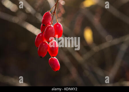 Autunno rosso bacche nella luce solare Foto Stock