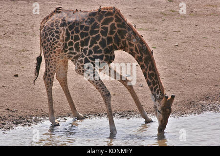 Giraffe bere da un fiume vicino Tshokwane nel Parco Nazionale di Kruger, Sud Africa Foto Stock