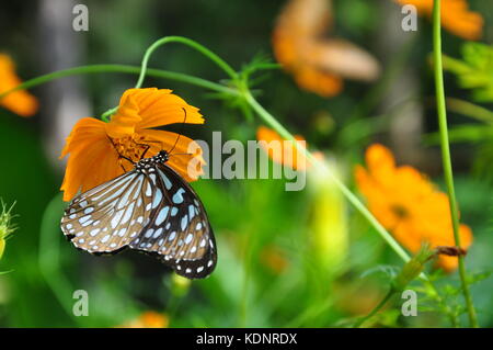 Farfalle bellissime alimentazione su graziosi fiori d'arancio in un parco nazionale nella centrale montagnosa regione delle highland di Kandy in Sri lanka. sorprendenti. Foto Stock