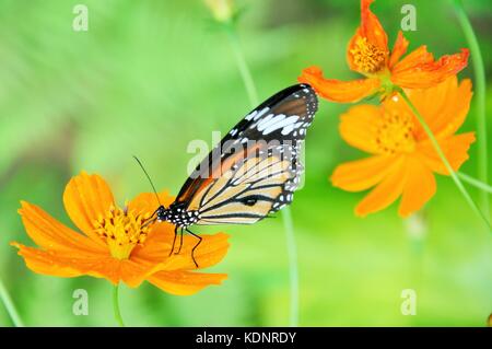 Farfalle bellissime alimentazione su graziosi fiori d'arancio in un parco nazionale nella centrale montagnosa regione delle highland di Kandy in Sri lanka. sorprendenti. Foto Stock