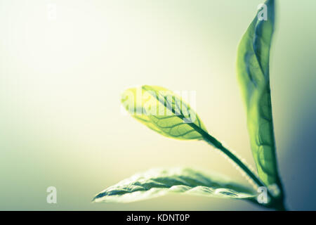 Da vicino la natura vista di foglia verde sotto la luce del sole naturale piante verde paesaggio utilizzando come sfondo o sfondo. Foto Stock