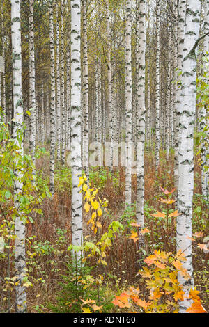 Bosco autunnale. Boschetto di frusta a inizio ottobre Foto Stock