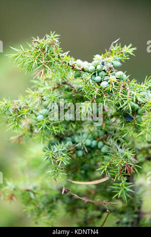 Giovani selvatica bacche di ginepro e bush (juniperus communis) crescita selvaggia nella foresta rothiemurchus sul rothiemurchus estate, aviemore, SCOZIA Foto Stock