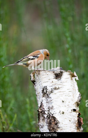 Maschio di fringuello arroccato su un argento betulla moncone nell'Abernethy foresta vicino Nethy Bridge, Scotland, Regno Unito Foto Stock