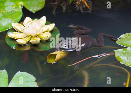 Rana in uno stagno con foglie di lotus Foto Stock
