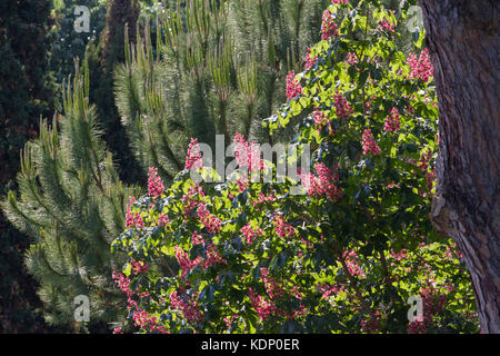 Cavallo rosso-castagno nel parco. briotii aesculus impianto Foto Stock