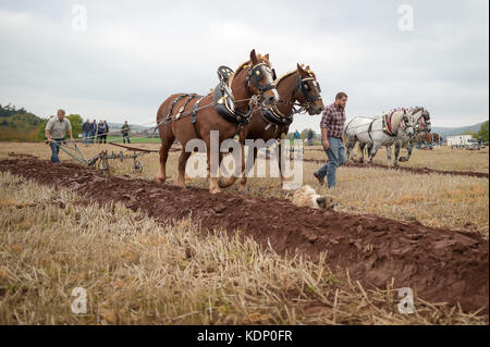 I cavalli pesanti lavorano nei campi durante il sessantasettesimo British National Plowing Championships & Country Festival al Bishop's Lydeard, vicino a Taunton, Somerset. Foto Stock